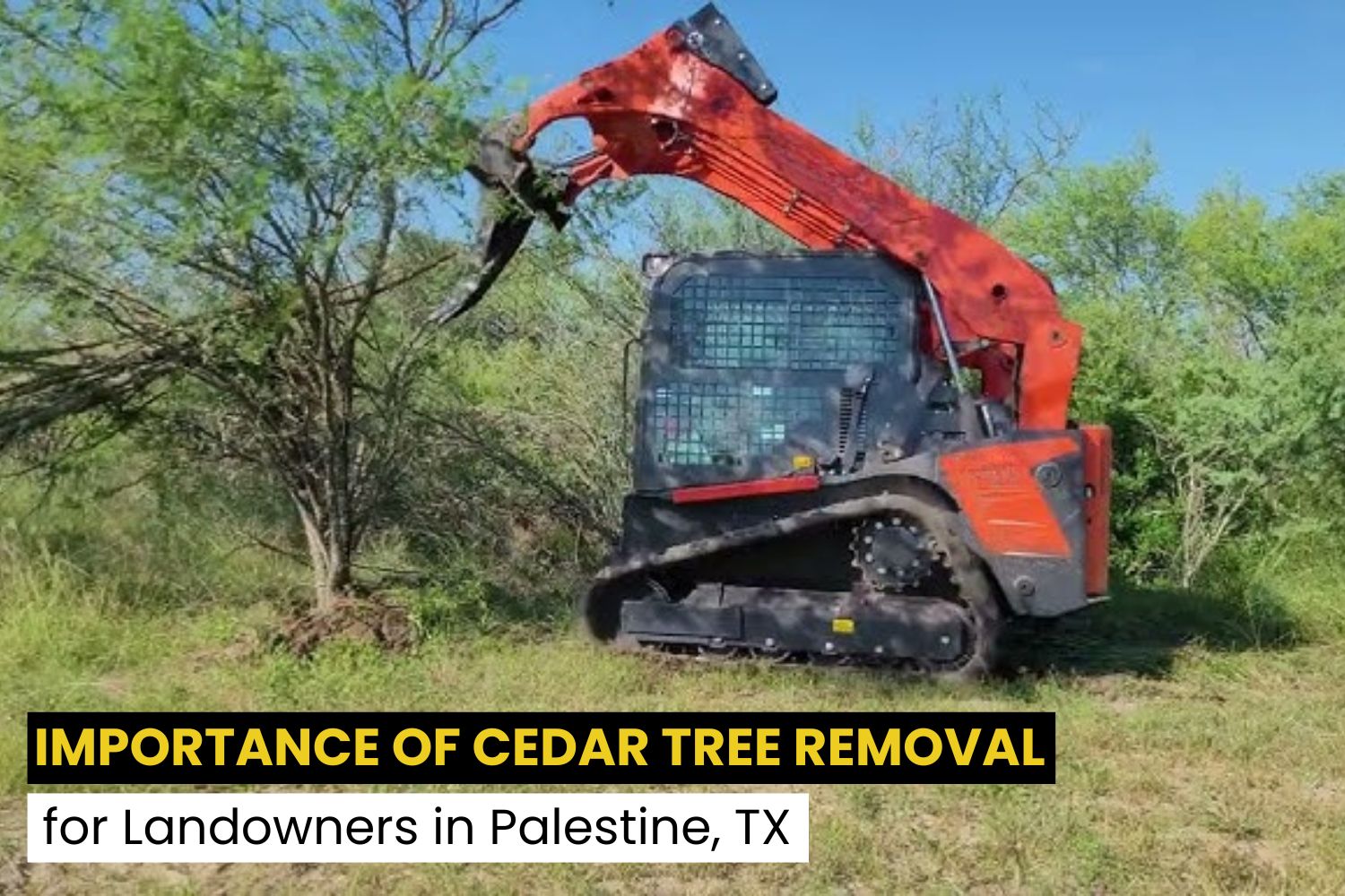 Why Cedar Tree Removal Matters in Palestine, TX